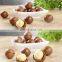 professional hawai fruit macadamia shell cutting machine