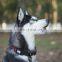 waterproof dog collar with logo buckle high end pet collar accept custom