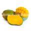 HOT SALE 100% PURE FROZEN MANGO IS SWEET AND DELICIOUS FROM VIET NAM