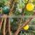 Disposable Wasp Bee Hanging Fly Trap Ball Flying Insect Glue Ball Fruit Fly Catcher Sticky Glue Trap