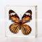 New Design Promotion Gifts Butterfly Wholesale Butterfly Paperweight