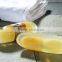 Skin Care Golden Loofah Handmade Soap