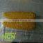 IQF processing Frozen sweet corn cob