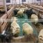 Shandong 600*600mm goat plastic flooring for goat farming