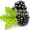 Health Food Supplement pure nature bilberry extract Anthocyanidins Acai Powder Bulk