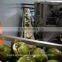 Coconut halving and juicing machine