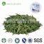 Savoring tea tin box gift packing vital green tea