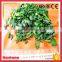 Supply Iqf Organic Frozen Green Spinach