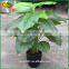 indoor fake bonsai plastic plants artificial bonsai