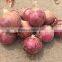 fresh onion on sale in this hot season before new year with high quality and reasonable price