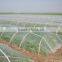 Fresh Carrot Crop Planted by Company