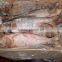 Frozen silver carp/Asian carp