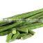 Drumstick Powder, Moringa Pods Powder