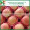 Fresh Apple of High Demand Products Wholesale Prices Apple Fruit