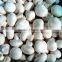 BRC,KOSHER,HALAL frozen cultivated mushroom