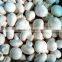 CHINA IQF cultivated mushroom