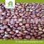 fresh chestnut insell for wholesales