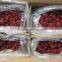 dried strawberry