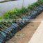 Mango tree seedling Mangifera indica tree seedlings