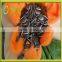 2016 new crop long shape black hulled sunflower seeds 5009
