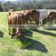 animal fodder machine for salefor cattle cow mules donkeys chickens poultry alpaca rabbit