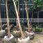 Mangifera indica ( mango tree ) tropical plants