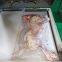Dz600/2s Double Chamber Vacuum Packing Machine/vacuum Packaging Equipment