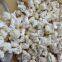 Factory's hot selling freeze dried cauliflower florets