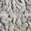 Factory Supplying Snow White Pumpkin Seeds in Shell