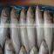 Good price seafood frozen horse mackerel WR on sale