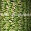 DRACAENA SANDERIANA 10cm-80cm straight lucky bamboo bonsai hot sale in USA market indoor ornamental water aquatic plants