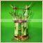 bucket shape lucky bamboo bonsai dracaena sanderiana indoor ornamental aquatic feng shui plants nursery garden decoration