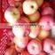 Yantai cold store fuji apple 2015 crop
