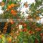 Citrus orange baby mandarin orange with wholesales price