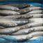 Frozen Style and Block Shape frozen mackerel fish