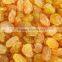 INDIAN ORIGIN QUALITY SEEDLESS GOLDEN RAISIN