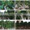 Ficus Microcarpa