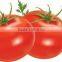 Certifications Red Colour High Quality Sachat Tomato Paste