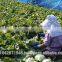Strong and Safe easy Harvesting Lettuce field knife