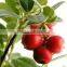 Cranberry fruit powder Vaunium Macrocarpon extract /Cranberry extract powder spray-dried cranberry fruit powder