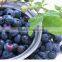 acai berry wholesale