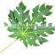 Quality High Papaya Leaf Powder Bulk Producers