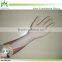 Latex powder free and without powdered examination gloves