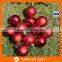 Christmas decorations Christmas tree ornaments Bells
