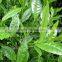 T-full EGCG / Epigallocatechin Gallate 70-95%
