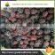 2016 Crop IQF Frozen Blackberry From China