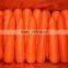 2016 chinese new crop fresh Carrot 80g up in carton