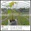 Non-woven fruit insect-resistant bags, Nonwoven bag of banana ,Non woven bag of grapes