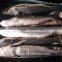 wild frozen grey mullet wr roe off new catch