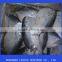 frozen moon fish (mene maculata)